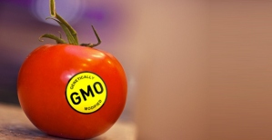 gmo-label-tomato