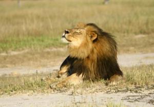 Cecil the lion is seen at Hwange National Parks in this undated handout picture