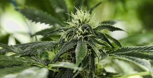 marijuana-weed-plant1