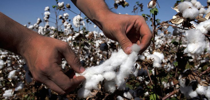 cotton-crop-farmer-735-350-2